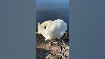 Swan preening in slow motion: Nature, Birds, Water
