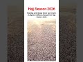 🚨🚨🚨 Stunning aerial image shows vast crowds of pilgrims in Mina as they perform Hajj rituals in 2026