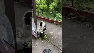 #けいきち #猫 #自然音 #自然体 #田舎暮し #癒し猫 #shorts