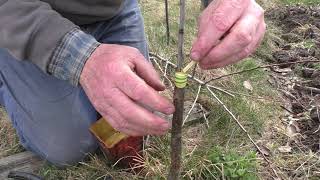 ВЕСЕННЯЯ Прививка🌳 Самый Простой способ прививки Деревьев.