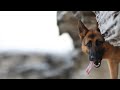 Day in the life of a German Shepherd | At the beach