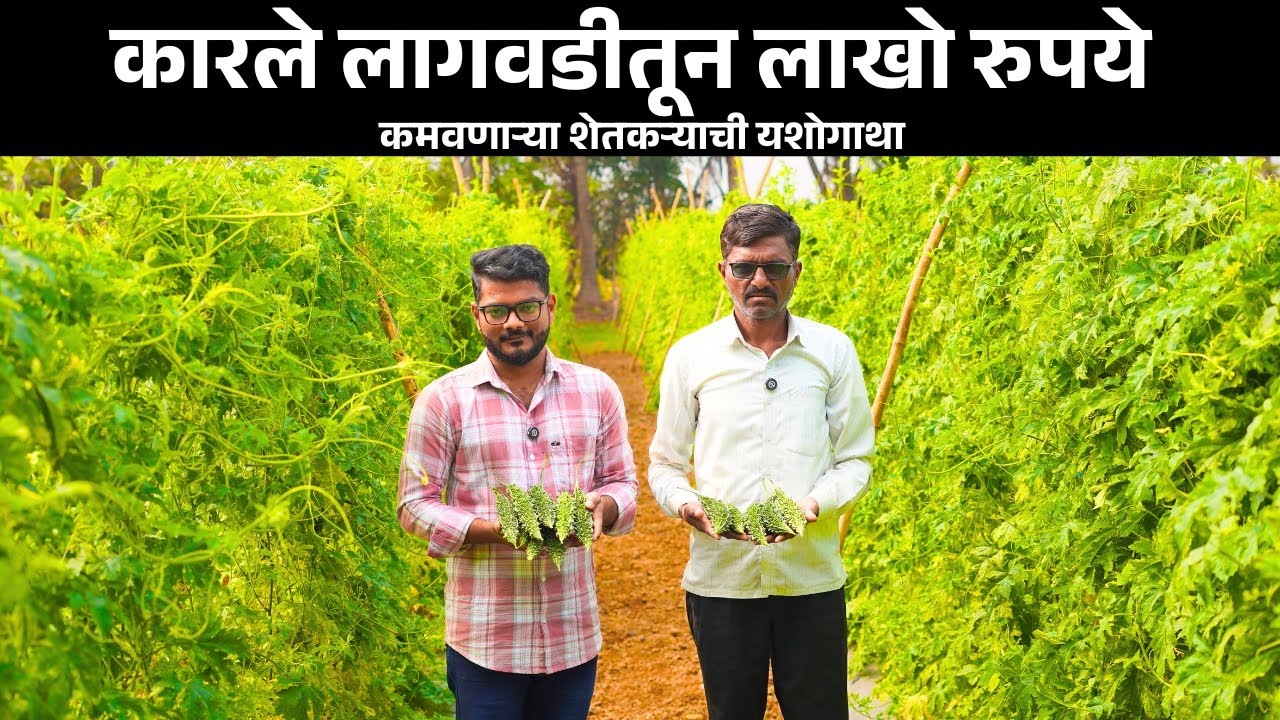 पुण्यातील बारमाही कारले लागवड यशोगाथा | ‌karle lagwad mahiti | vegetable farming in Maharashtra