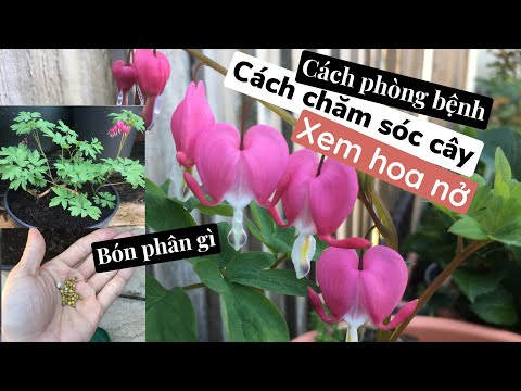 Video: Trồng Trái Tim Chảy Máu: Cách Chăm Sóc Cây Trái Tim Chảy Máu