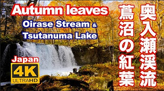 紅葉 Youtube 紅葉 Youtube