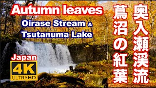 4K 奥入瀬渓流と蔦沼の紅葉 Oirase Stream and Tsutanuma Lake in Autumn Leaves JAPAN 東北の紅葉 日本の紅葉 Forest Stream