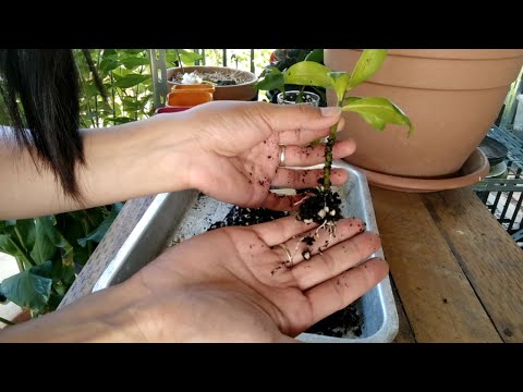 How To grow Daphne From Cuttings