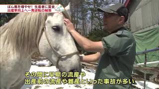 ばんえい競馬 存続の危機！？売り上げ好調の裏側で③　2017年5月13日放送
