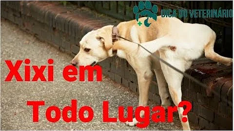 O que fazer para o cachorro não levantar a perna?