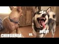 Chihuahua vs Husky