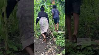 anak pedalaman Sumba pergi ke kebun bersama nenek ????