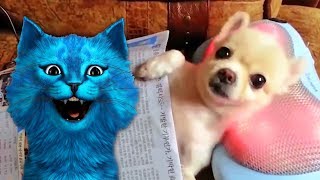 НЕ ЗАЛИПНИ ЧЕЛЛЕНДЖ САМОЕ ПРИЯТНОЕ ВИДЕО ВО ВСЕЛЕННОЙ КОТЁНОК ЛАЙК НЕ ЗАЛИПНИ ЧЕЛЛЕНДЖ САМОЕ ПРИЯТНОЕ ВИДЕО ВО ВСЕЛЕННОЙ КОТЁНОК ЛАЙК