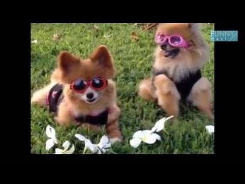 너무 귀엽고 웃긴 동물영상 모음 Best funny animal movie compilation