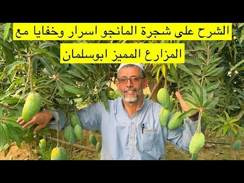 أسرار وخفايا شجرة المانجو الدرس الاول 