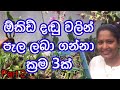 How to Make orchid plants/ How To Grow Small Orchid in Sinhala / ඕකීඩ් දඬු වලින් අලුත් පැළ ලබා ගමු