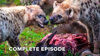 Lions Vs Hyenas The Hidden Strategies Of Africas Predators Wildlife Icons 108