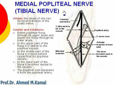 096 tibial nerve | lower limb | anatomy by dr ahmed kamal - YouTube