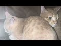 怯える猫