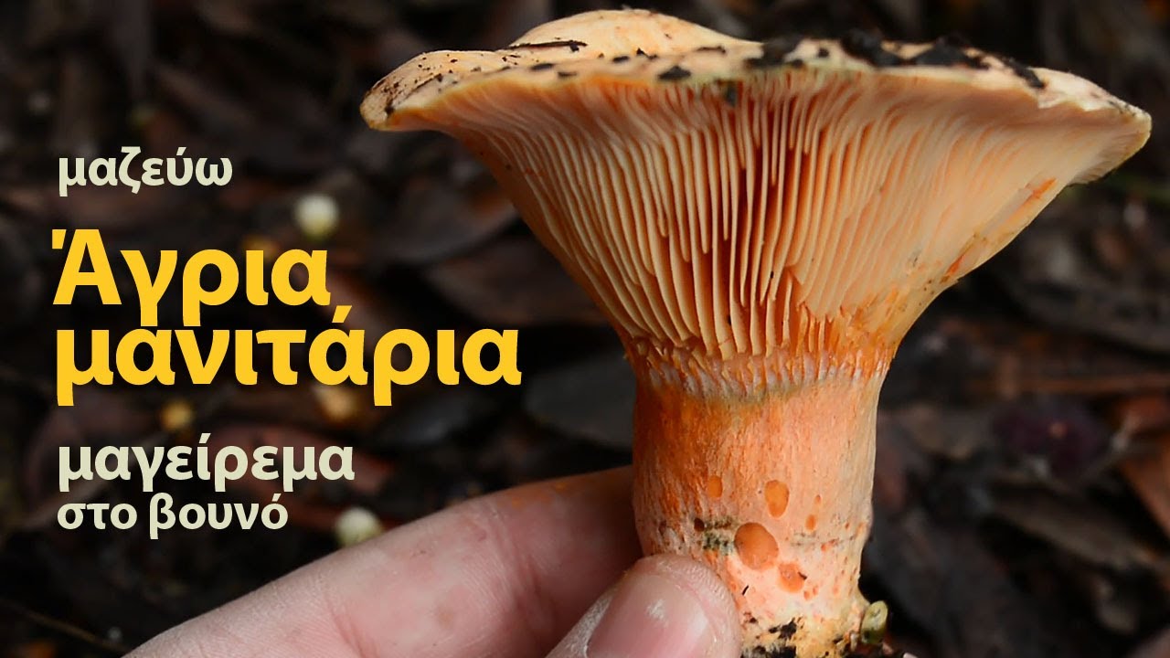 сбор лесных грибов и приготовление пищи в горах