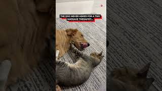 Kitten and Golden Retriever Share the Sweetest Friendship