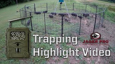 Wild Hog Trapping | Hog Trapping Video Highlight |  JAGER PRO™