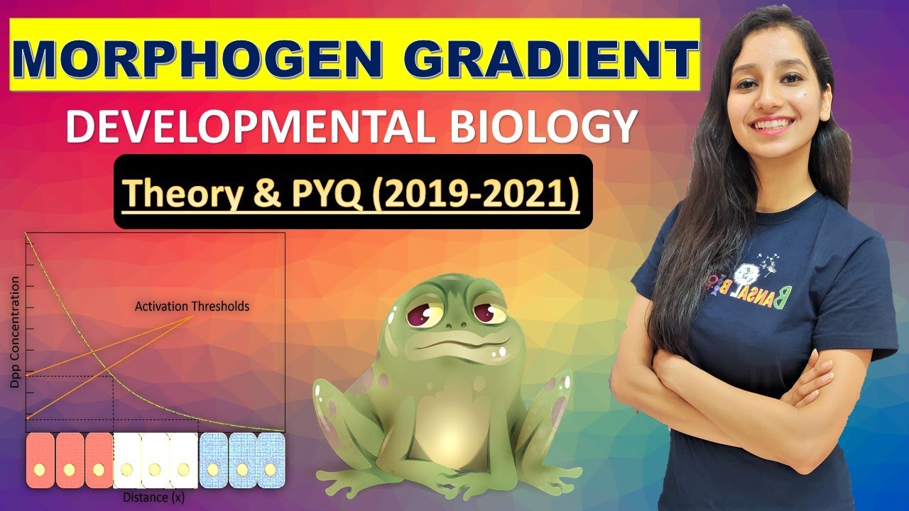 Morphogen Gradient I Developmental Biology I Theory & PYQ 2019 - 2021 I Experiment on Xenopus laevis