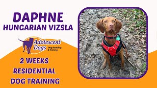 Daphne the Hungarian Vizsla  2 Weeks Residential Dog Training