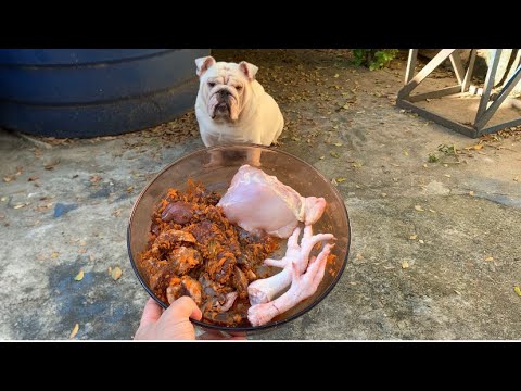 Vídeo: Dieta BARF Para Cães - Ossos Em Dietas De Alimentos Crus Para Cães