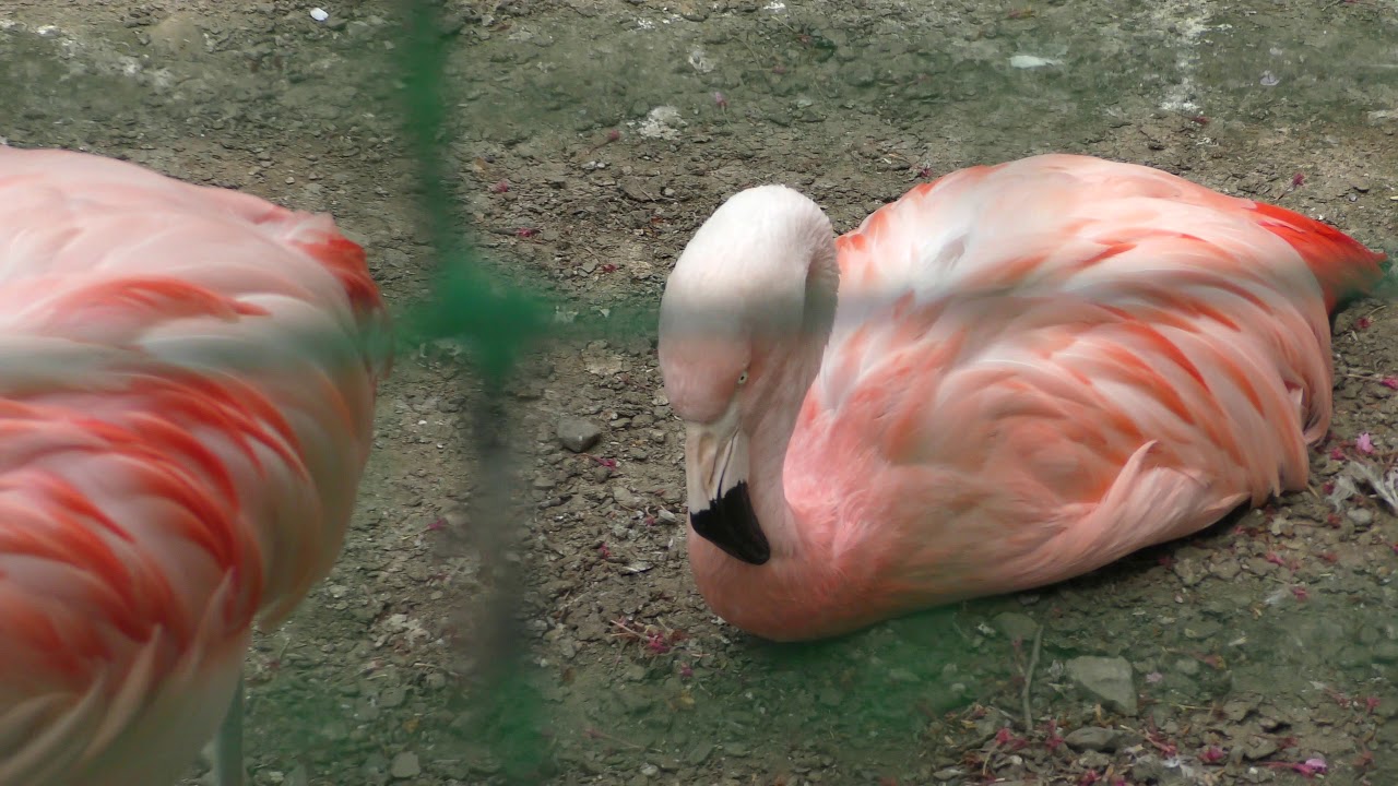 チリーフラミンゴ 羽村市動物公園 18年4月8日 Youtube