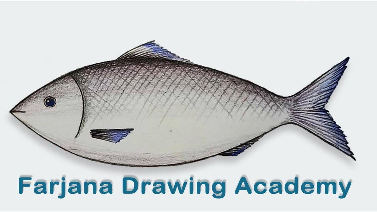 How to Draw a Realistic Hilsa Fish  StepbyStep Drawing Tutorial  Draw a  Fish Very Easy  YouTube