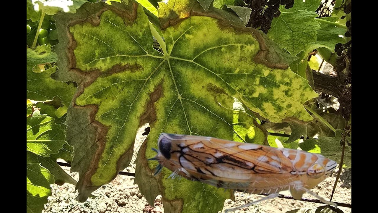 Zlaté žltnutie viniča a tretí postrek po kvete BBCH 73 - 75