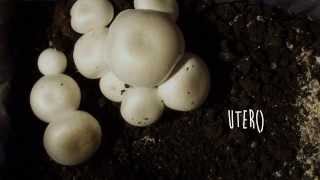 Útero - Corte 5