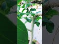 বট বনসাই রিভিউ #ficus #bonsai #shorts