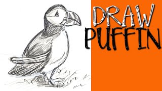 HOW TO DRAW A PUFFIN BIRD Step by Step Pencil Drawing Tutorial. Guided realistic bird sketch