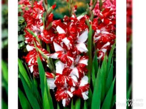 Video: We Grow Gladioli. Part 3