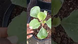 2023 how to grow cabbage at home growing in pot