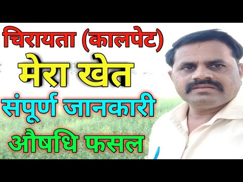 वीडियो: चिरायता की सेवा कैसे करें