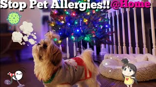 How to Stop Dog Skin Allergies at Home | Shih Tzu Episode 14