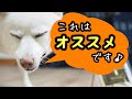 【なた豆茶の犬用ガム】腎ケア用にいいみたいです！豆柴大福に食リポをお願いしてみました！