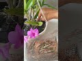 Too Many Orchid Babies! 🌿 Dendrobium Keiki Rescue