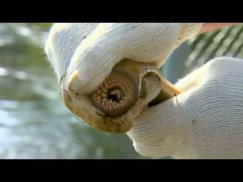 Video: How To Catch Lampreys
