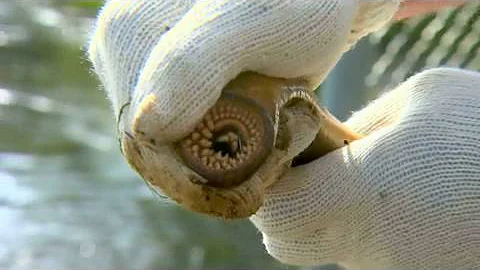 Sea Lamprey Population Control | Michigan State Un...