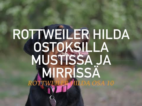 Video: Rottweiler-koirarotu Allergiatestattu, Terveys- Ja Elinikäinen