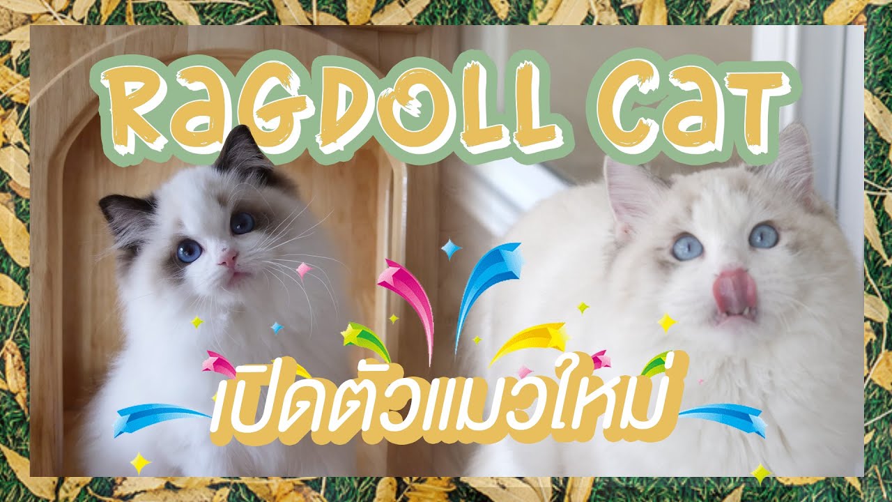 ซื้อแมวใหม่อีกแล้ว Ragdoll น่ารักสุดๆ | The PETTO EP.97