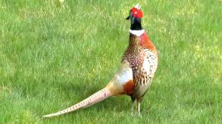 Common Pheasant male making a loud call