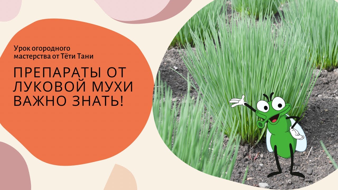 860. Напоминалочка. Препараты от луковой мухи. - YouTube