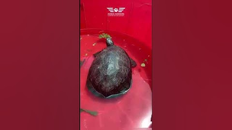 Rescuing a Pond Terrapin: Removing a Fish Hook | Animal rescue | #shorts #viralshorts