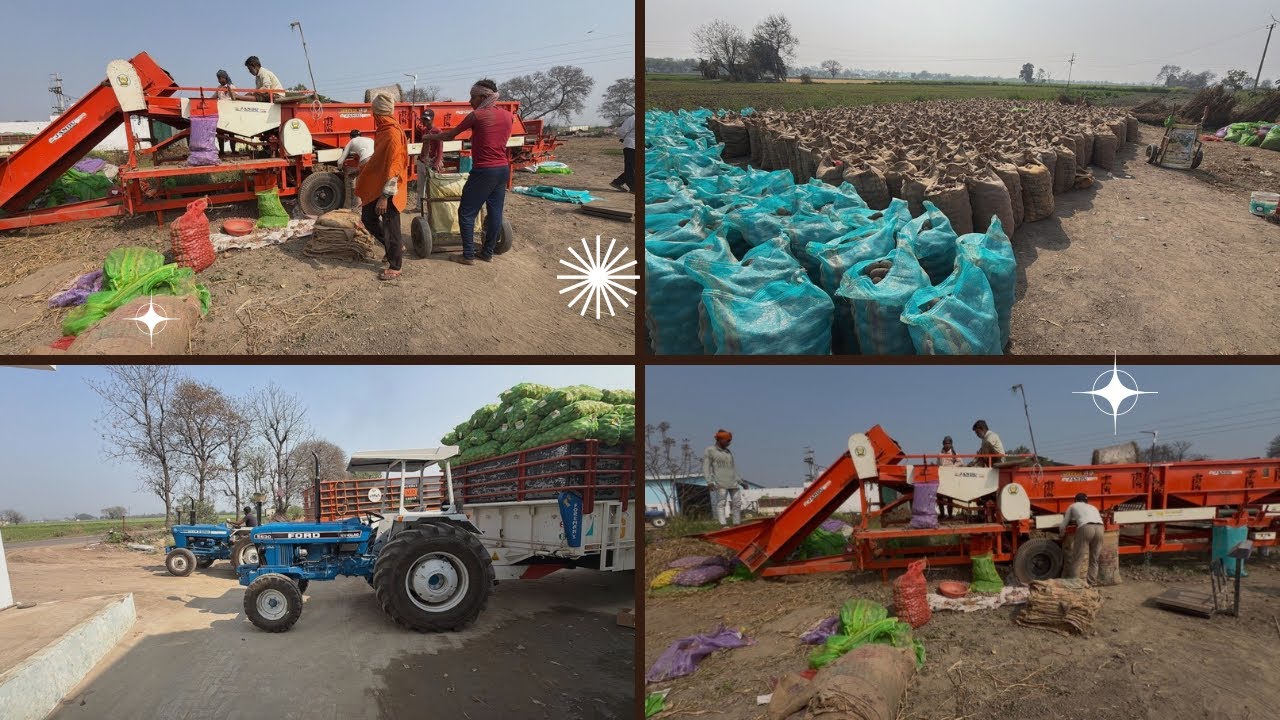 ਅੱਜ 7008 ਆਲੂ 🥔 ਦੀ ਗਰੇਡਿੰਗ ਕੀਤੀ ਤੇ 2 ਕੀਲੇ ਵਿੱਚੋ ਕਿੰਨੀ ਬੋਰੀ ਹੋ ਗੀ 