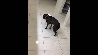 Video 152836Staffy With Suspect L2-Hga Condition Part 2