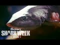 A Rare Flapnose Hound Shark! | Shark Week