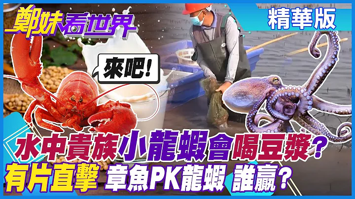 【鄭妹看世界】田間散養小龍蝦 "喝豆漿吃菜籽餅"高貴養!蝦蓮共養創高效 一田賺兩波@Global_Vision精華版 - 天天要聞